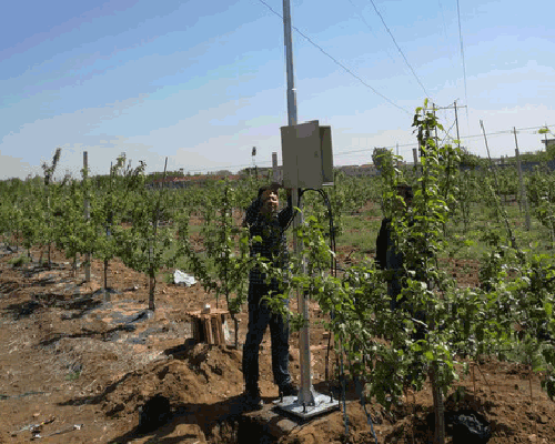 山东海洋市郭城镇项目区2号香蕉爱视频系统