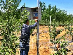 2016年4月山东海阳果园香蕉爱视频圆满结束