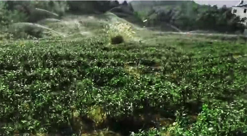 六盘水茶园香蕉爱视频项目