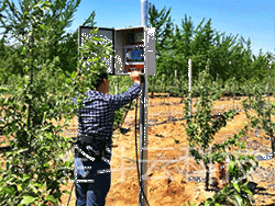 2016年4月山东海阳果园香蕉爱视频圆满结束