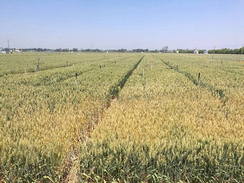 农业香蕉爱视频