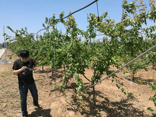 农业香蕉爱视频