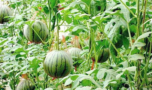 香蕉爱视频系统