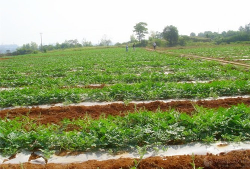 香蕉爱视频系统