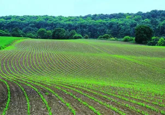 节水香蕉爱视频