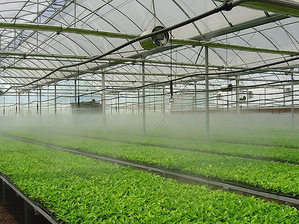 香蕉爱视频系统