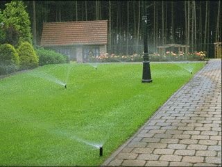 农业香蕉爱视频