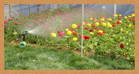 农业香蕉爱视频